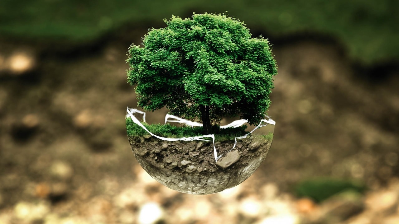 tree-nature-forest-grass-branch-plant-1081335-pxhere.com
