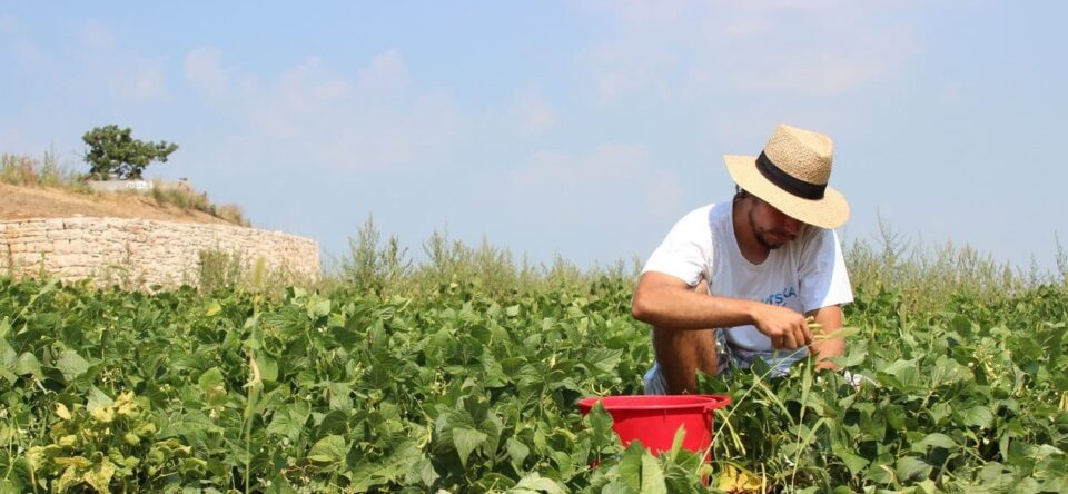 work-nature-growth-plant-field-farm-646535-pxhere.com